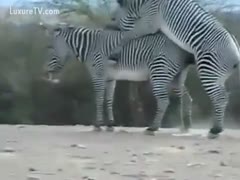 Audience enjoy the live show of two zebras fucking